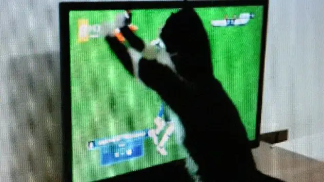 'Kedi Feyyaz'ın derbi heyecanı