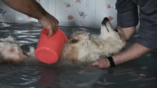 Köpeklerin kaplıca keyfi