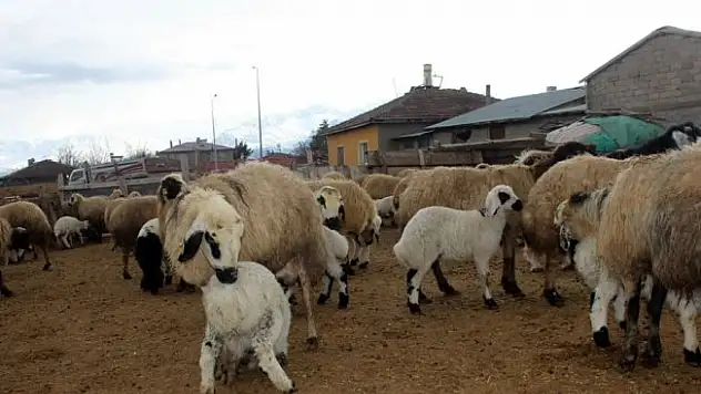 Kuzuların annelerine kavuşma heyecanı