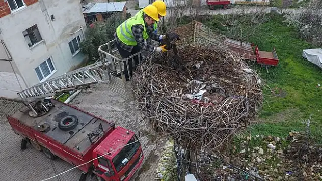 Leylek yuvalarında bahar temizliği