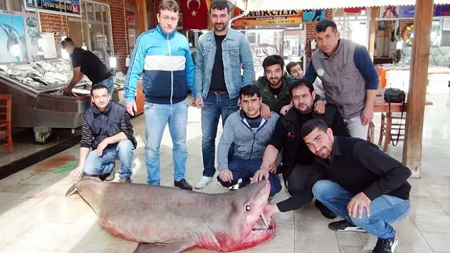 Mersin'de 400 kiloluk köpek balığı yakalandı