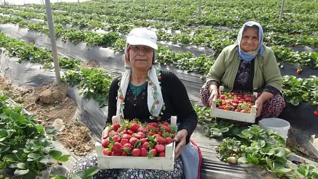 Mevsimlik tarım işçilerinin günlük ücretleri yüzde 12 arttı