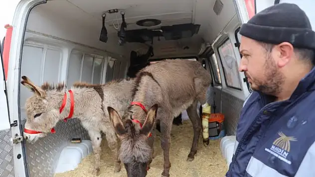 O eşekler İstanbul'da tedavi edilecek