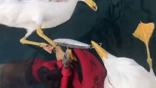 Oltaya takılan martıların yardımına balıkçılar yetişti