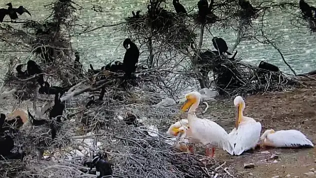 Pelikanlar Amasya'ya erken geldi