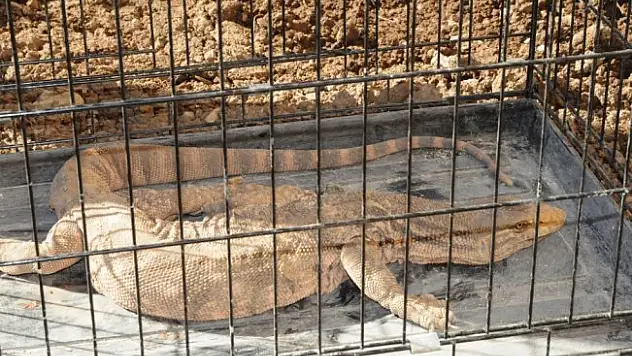Şırnak'ta çöl varanı bulundu