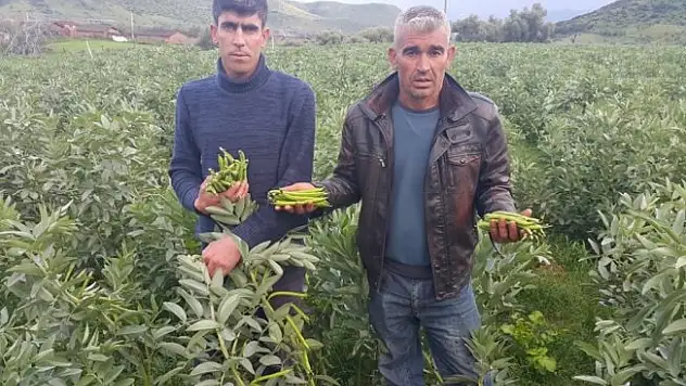 Tarlada 1, pazarda 3 lira