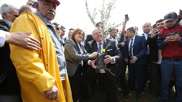 Türkiye'nin ilk Zeytin Ormanı kuruldu