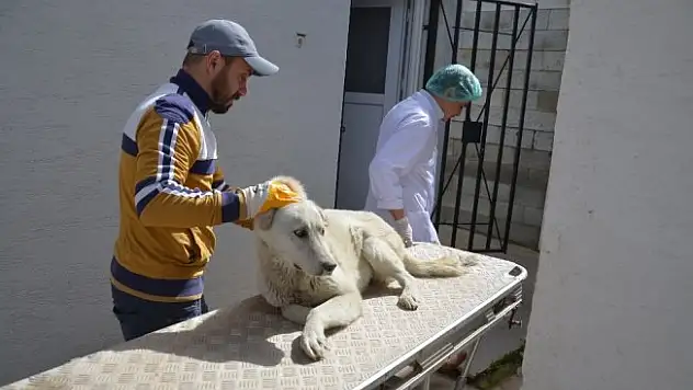 Yaralı köpek için 30 kilometre yol kat ettiler