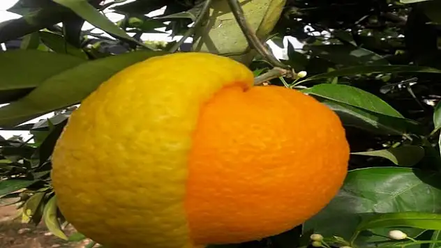 Yarısı limon yarısı portakal