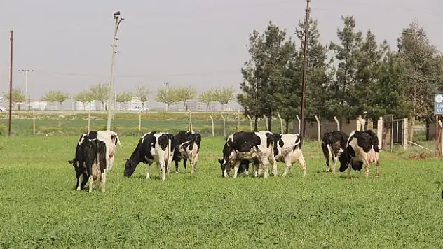 Yeni yem uygulaması, et fiyatlarını düşürecek