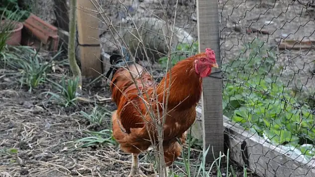 Yumurtlayan horoz şaşırttı