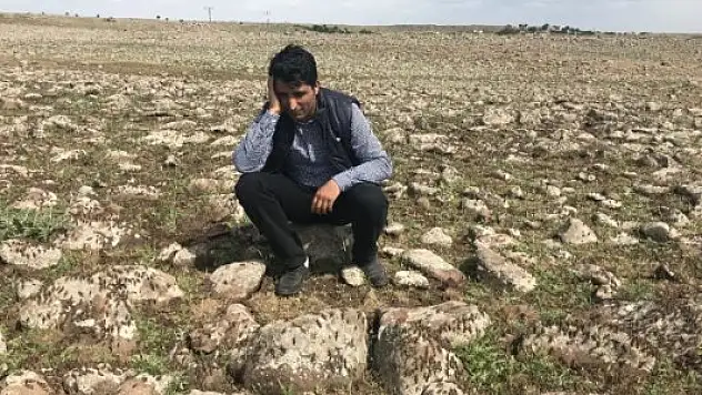 Şanlıurfa'da Köyü Çekirgeler Bastı!