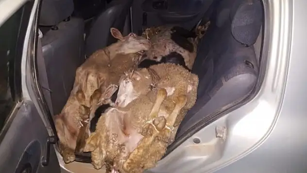 Çaldıkları Koyunları Bırakıp Kaçtılar