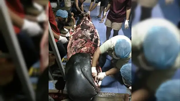 Sahile Vuran Balina'nın Midesinden 40 Kilo Poşet Çıktı