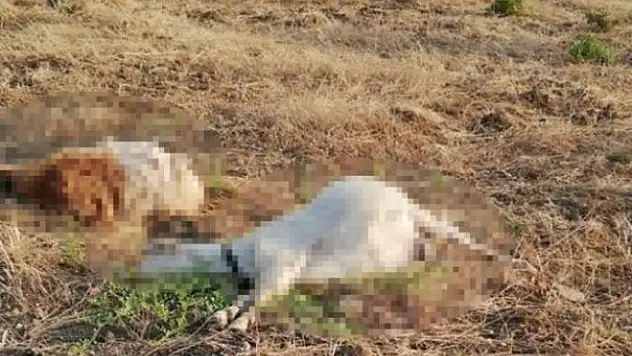 Zeytinleri Yiyorlar Diye 22 Keçiyi Öldürdü