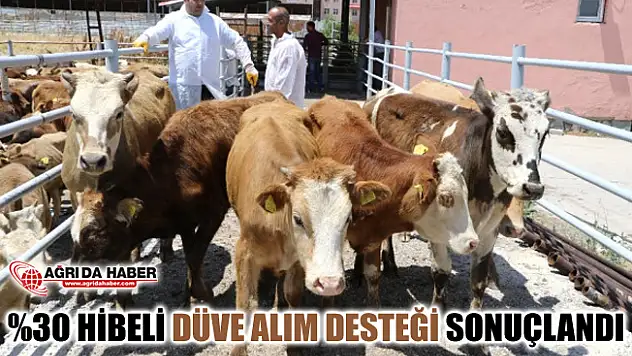 Ağrı'da %30 Hibeli Düve Alım Desteği Başvuruları Sonuçlandı