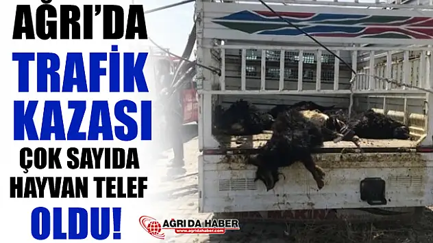 Ağrı'da Trafik Kazası! Çok Sayıda Hayvan Telef Oldu!