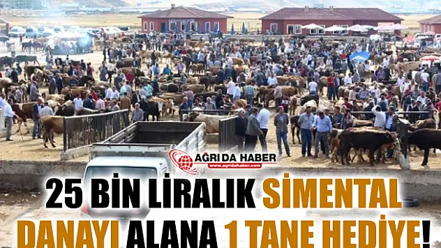 Ağrı'da 25 Bin Liralık Simental Dana Alana Biri Hediye!