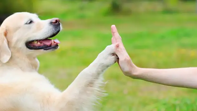 Rüyada Köpek Görmek Rüyada Havlamak Görmek Rüyada Köpek Saldırması Ne Anlama Gelir?