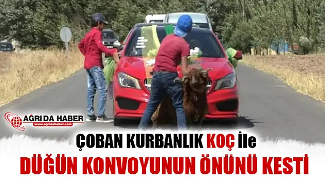 Taşlıçay'da Çoban Kurbanlık Koç ile Düğün Konvoyunun önünü kesti