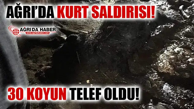 Ağrı'da Aç Kalan Kurtlar 30 Küçükbaş Hayvanı Telef Etti