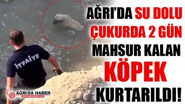 Ağrı'da Su Çukurunda 2 Gün Mahsur Kalan Köpek Kurtarıldı