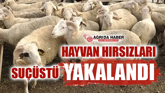 Ağrı'dan Giden Hayvan Hırsızları Erzurum'da Suçüstü Yakalandı!