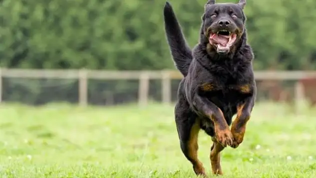 Kahraman Çocuklar Köpeklerini Böyle Kurtardı