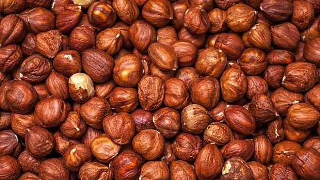 Çiğ Fındığın İnsana Faydaları Saymakla Bitmiyor