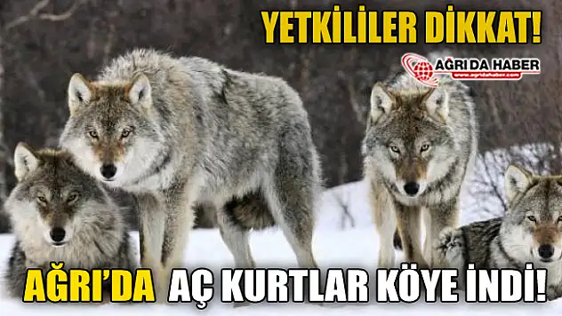 Ağrı Taşlıçay İlçesinde Aç Kurtlar Köye indi