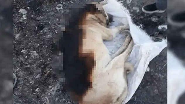 Cani Adamlar Köpeği Önce Yaktılar...