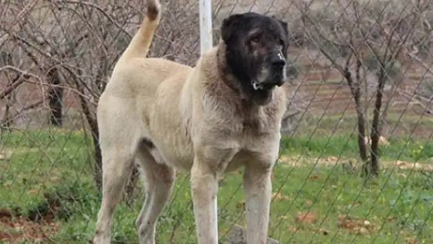 Lüks Otomobil fiyatına Köpek