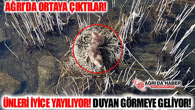 Ünleri İyice Yayılan Koypu'lar Ağrı'da Ortaya Çıktı! Duyan Görmeye Geliyor