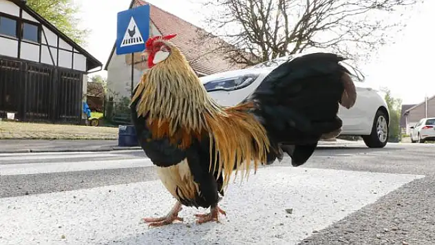 Görenler Şaştı Kaldı! Tavuklar İçin Trafik Geçidi!