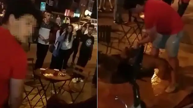 Pitbull Sokak Kedisine Saldırdı!