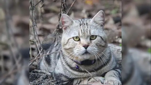 Fenomen Kediden Acı Haber! Kazaya Kurban Gitti!