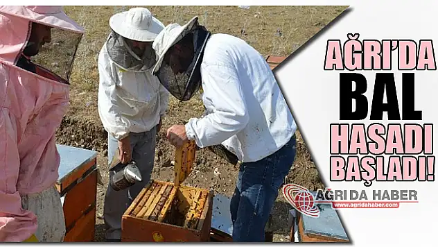 Ağrı'da Bal Hasadı Başladı!
