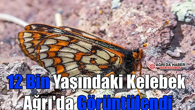 12 Bin Yaşındaki Kelebek Ağrı'da Görüntülendi
