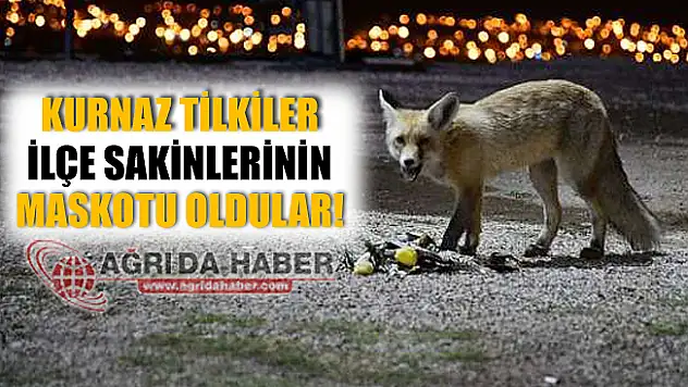 Doğubayazıt'ta Tilkiler İlçe halkının Maskotu Oldular!