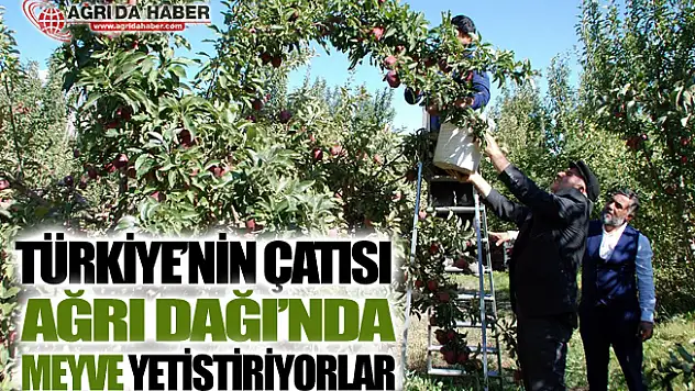 Türkiye'nin Çatısı Ağrı Dağı'nda Meyve Yetiştiriyorlar
