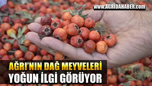 Ağrı'da Doğada Yetişen Yabani Meyvelere İlgi Yoğun