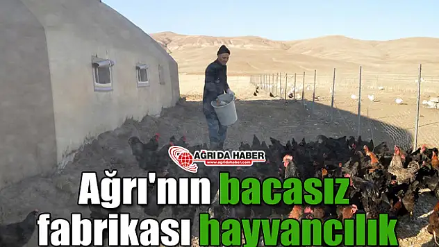 Ağrı'nın bacasız fabrikası hayvancılık