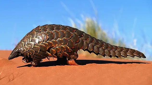 Pangolin nedir ve pulları ne işe yarar?
