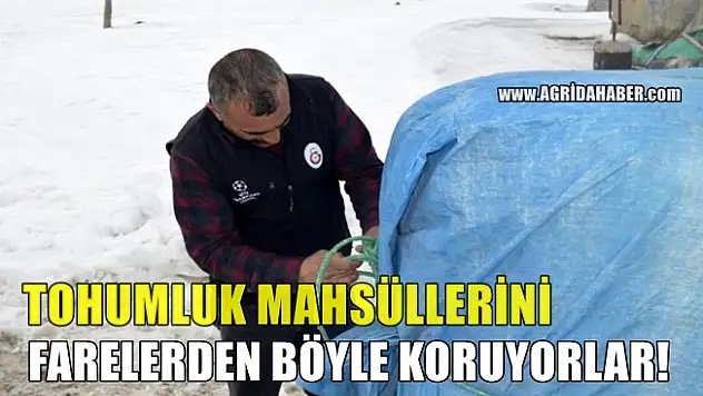 Ağrı'da Fareler Tohumlara zarar vererek çiftçileri bezdirdi