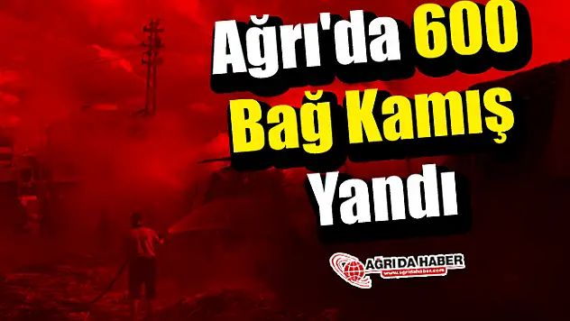Ağrı'da 600 Bağ Kamış Yandı