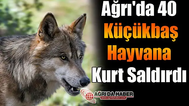 Ağrı'da 40 Küçükbaş Hayvana Kurt Saldırdı 