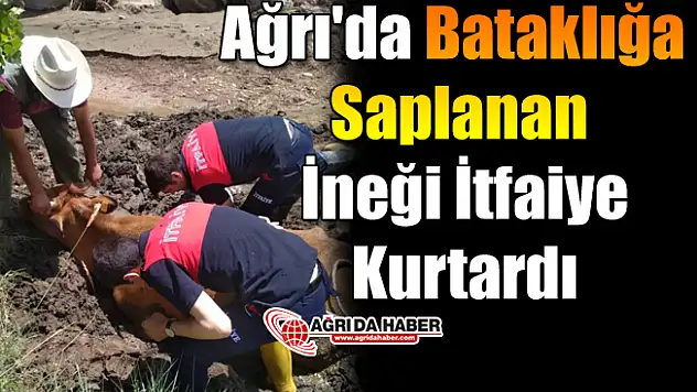 Ağrı'da Bataklığa Saplanan İneği İtfaiye Kurtardı