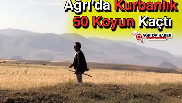 Ağrı'da Kaçan 50 Küçükbaş Kurbanlık Arazide Bulundu