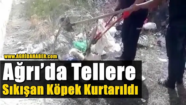Ağrı'da Tellere Sıkışan Köpek Kurtarıldı